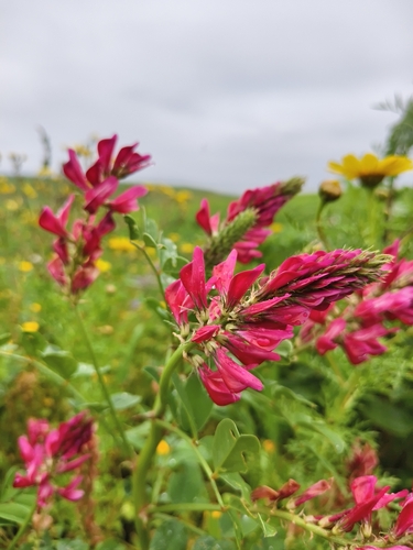 French Honeysuckle
