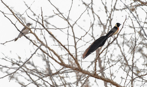 Eastern Paradise-Whydah