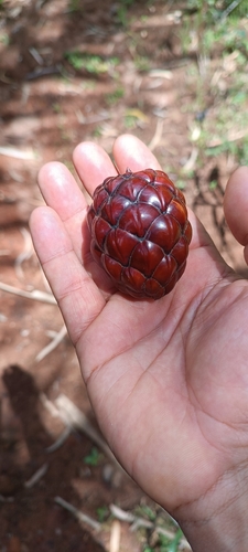 Raphia farinifera
