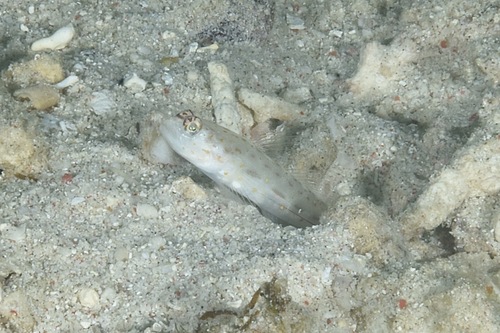 Ctenogobiops pomastictus