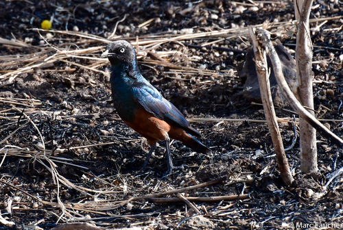 Chestnut-bellied Starling