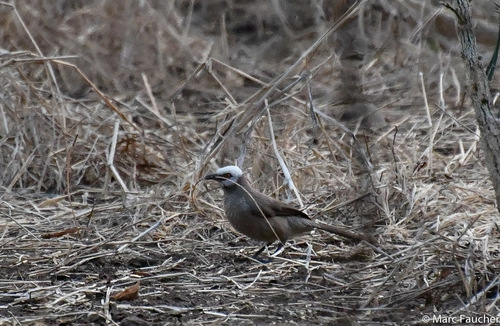 White-rumped Babbler
