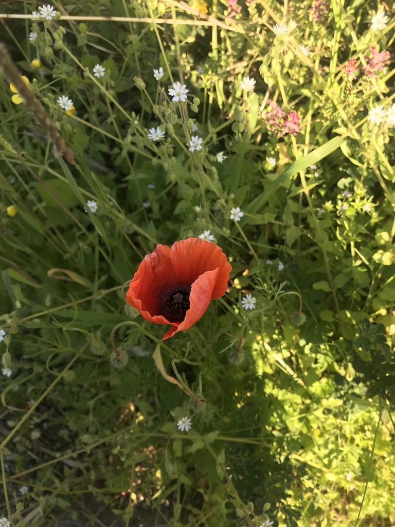 Italian Poppy from Νήσος Λευκάδα, Απολλωνίων, Λευκάδα, GR on March 18 ...