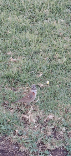 Chilean Rufous-collared Sparrow