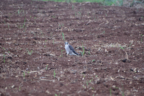 Peregrine Falcon