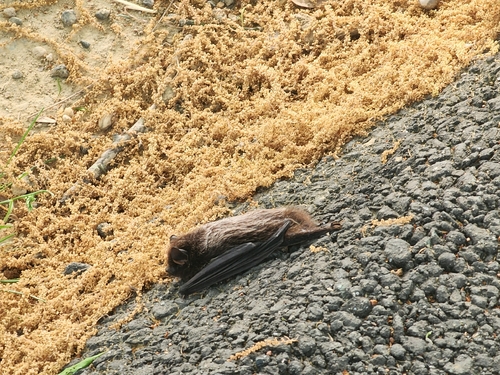 Silver-haired Bat observed by mddarkskylover