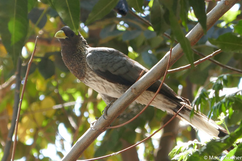 Eastern Plantain-eater