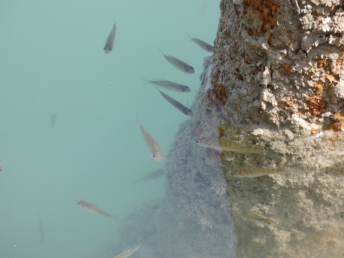 Lepomis gibbosus