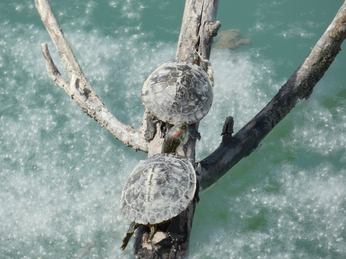 Trachemys scripta
