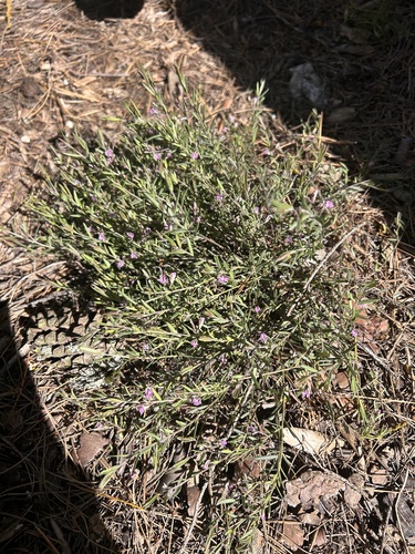 Rock Milkwort