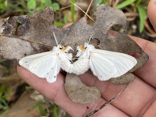 Agreeable Tiger Moth