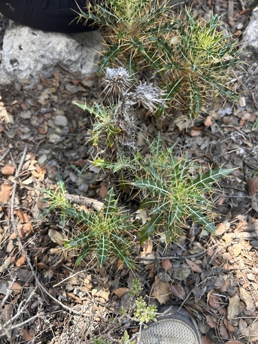 Ptilostemon hispanicus