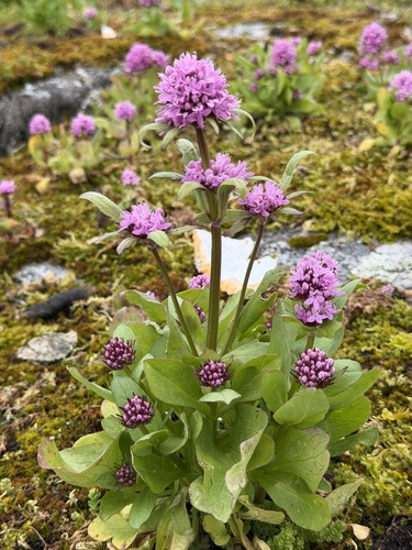 shortspur seablush (Plectritis congesta ssp. congesta)