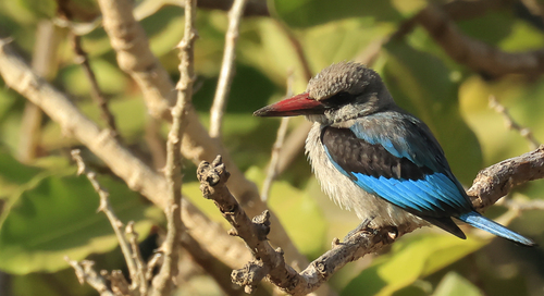 Gray-headed Kingfisher