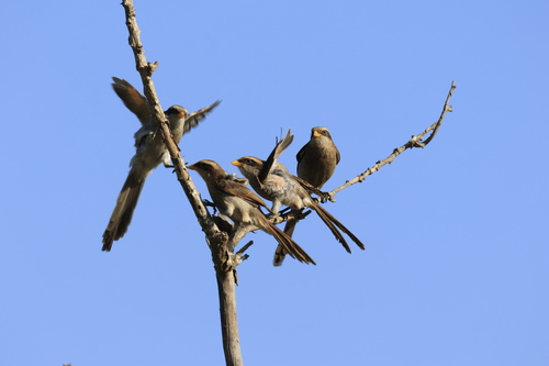 Yellow-billed Shrike