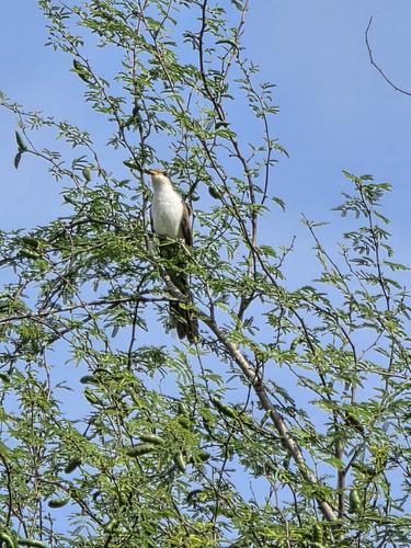 Yellow-billed Cuckoo observed by myriah_acosta