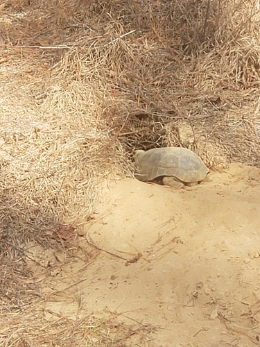 Gopher Tortoise