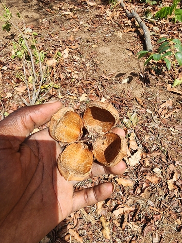 African mahogany
