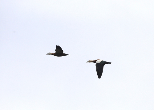 Ruddy Shelduck
