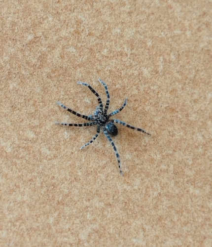 Asthenoctenus borellii