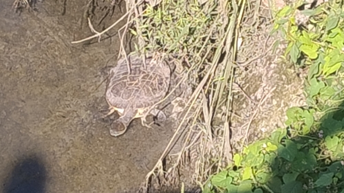 Phrynops hilarii