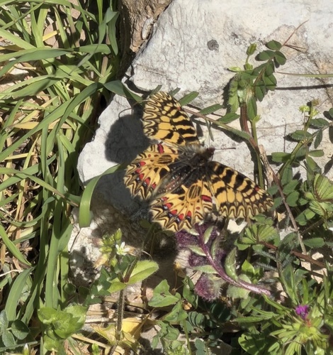 Southern Festoon