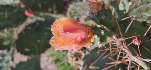 Tall Pricklypear