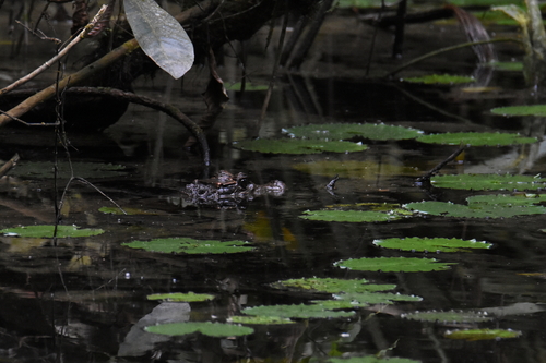 Dwarf Crocodile