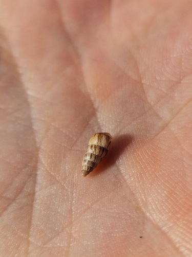 Cochlicella acuta