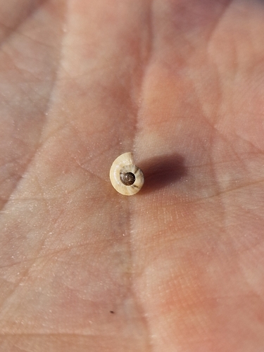 Theba pisana pisana