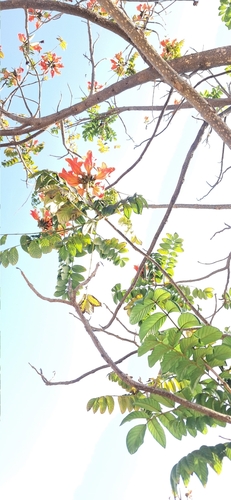 African tulip tree