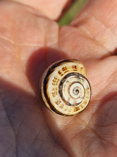 Theba pisana