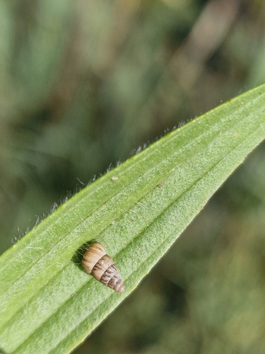 Cochlicella acuta