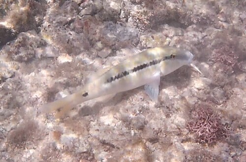 Parupeneus forsskali