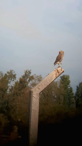 Burrowing Owl