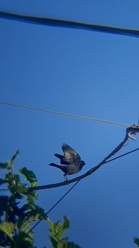 Shiny Cowbird