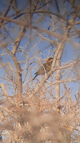 Green-barred Woodpecker