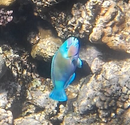 Chlorurus sordidus