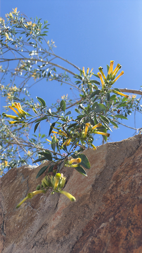 tree tobacco