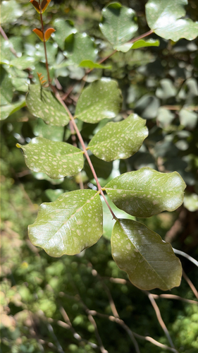 carob tree