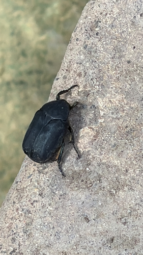 Protaetia opaca
