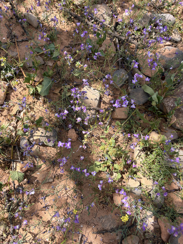 clovenlip toadflax