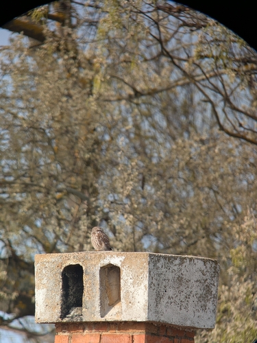 Little Owl