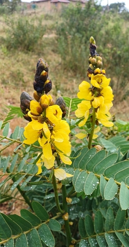 Peanut-Butter Cassia