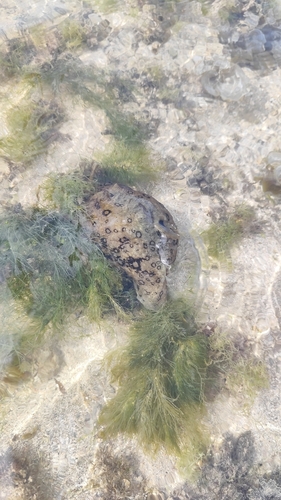 Aplysia dactylomela
