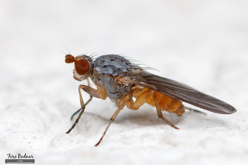 Tephrochlamys flavipes