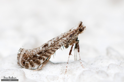Parornix devoniella
