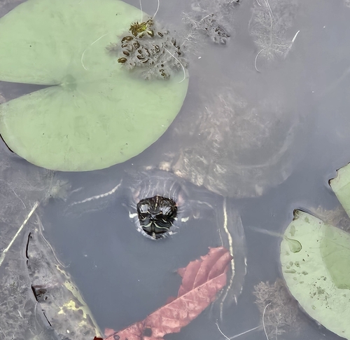 Trachemys scripta