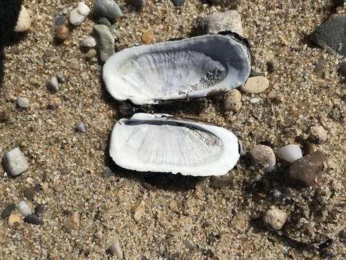 Propellerclam