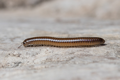 Italoiulus bicolor · iNaturalist